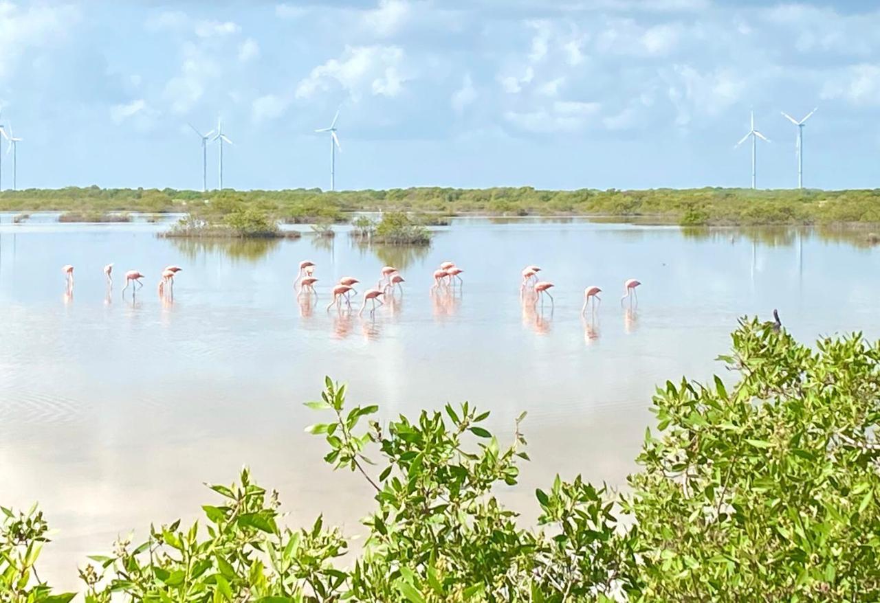 La Casa Del Mangle Villa Pueblo Pueblo Chicxulub Exteriör bild